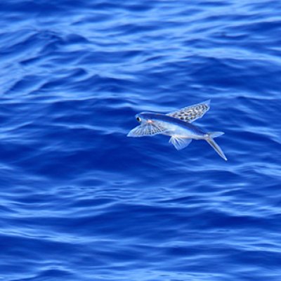 Flying fish flying above the water